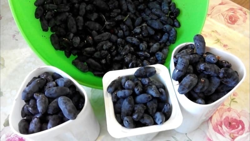 Mid-early dessert variety of honeysuckle Volshebnitsa