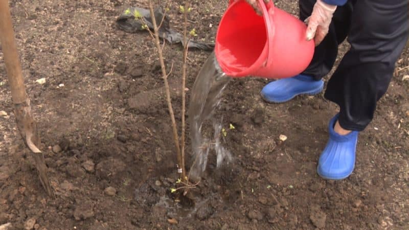 Variedad de postre medio temprano de madreselva Volshebnitsa