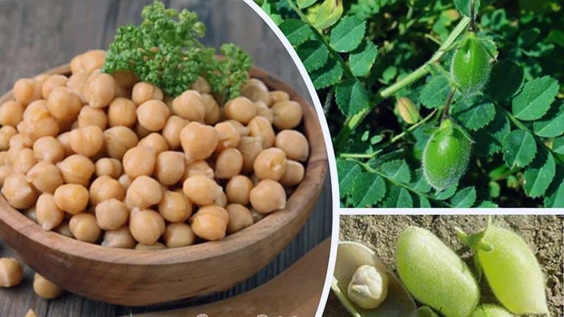 Comparing chickpeas and peas: what are the differences and what are the similarities?