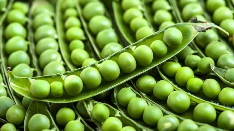 Comparing chickpeas and peas: what are the differences and what are the similarities?