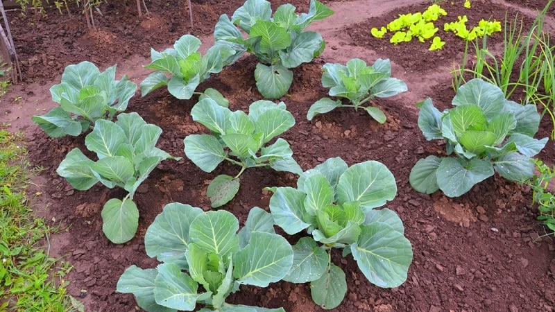 High-yielding hybrid ng Vestri cabbage f1 na may mahusay na lasa