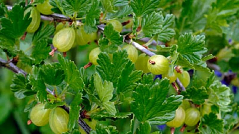 Mittelfrühe Stachelbeersorte mit hoher Winterhärte Khinnonmaki Green