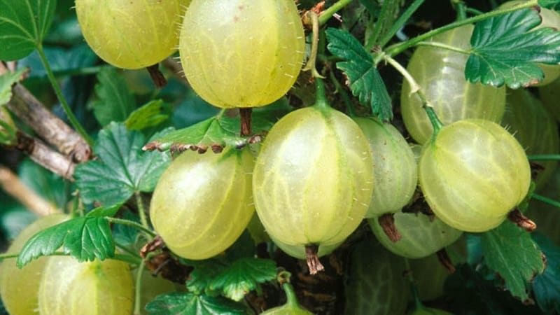 Varieti gooseberry pertengahan awal dengan ketahanan musim sejuk yang tinggi Khinnonmaki Green