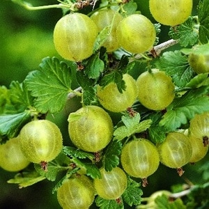 Varieti gooseberry pertengahan awal dengan ketahanan musim sejuk yang tinggi Khinnonmaki Green