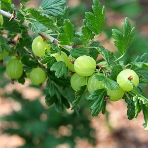 Mid-early gooseberry variety with high winter hardiness Khinnonmaki Green