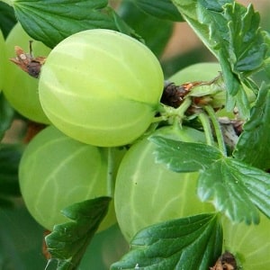 Mid-early gooseberry variety with high winter hardiness Khinnonmaki Green