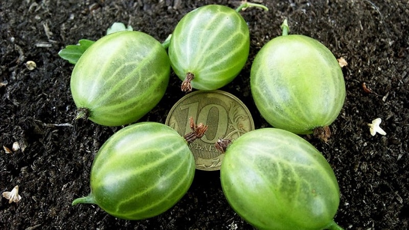 Hoe kruisbessenzaailingen correct te planten