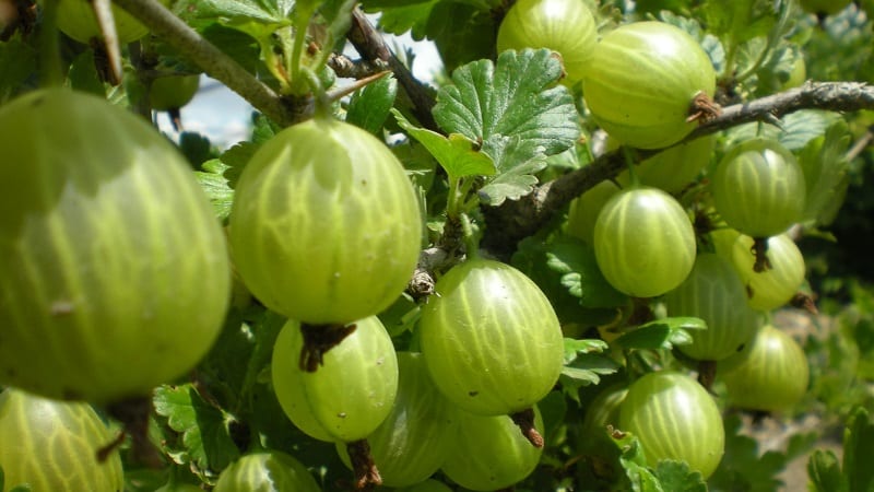 Varieti gooseberry hijau pertengahan awal Malachite