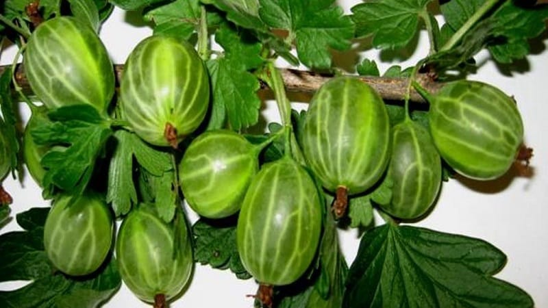 Varieti gooseberry hijau pertengahan awal Malachite