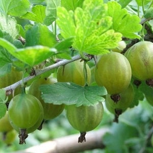 Varieti gooseberry hijau pertengahan awal Malachite