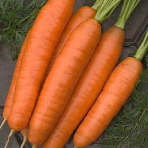 Mid-season carrot variety Losinoostrovskaya