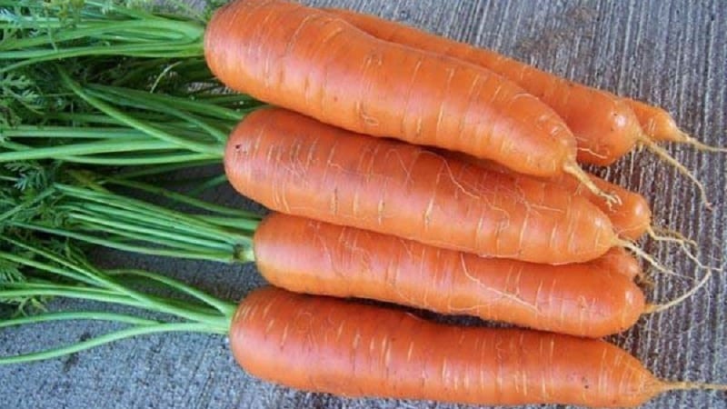 Mid-season carrot variety Losinoostrovskaya