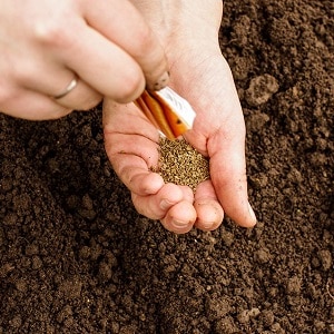 Variedad de zanahoria Berlicum Royal, sencilla y resistente a enfermedades.