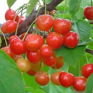 Variété de cerise à maturation précoce, rose Briansk, résistante au froid et aux maladies.