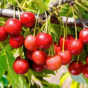 An early ripening cherry variety, Bryansk pink, resistant to cold and disease.