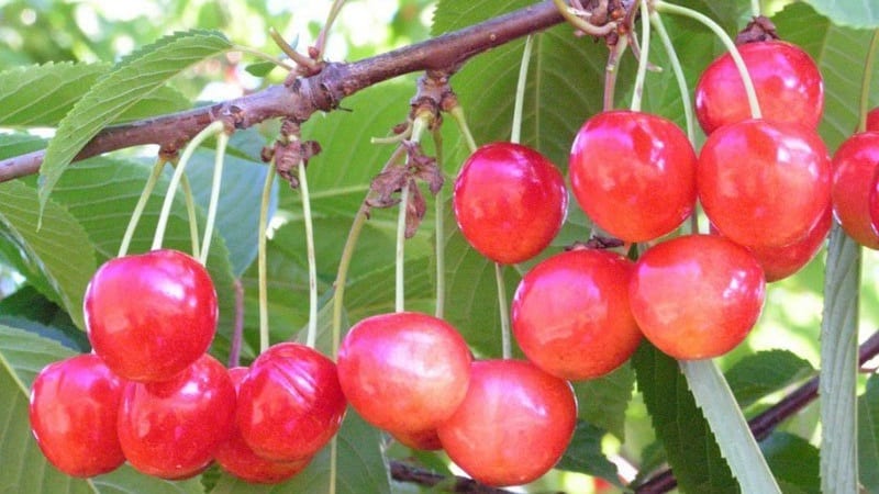 Isang maagang ripening na iba't ibang cherry, Bryansk pink, lumalaban sa sipon at sakit.