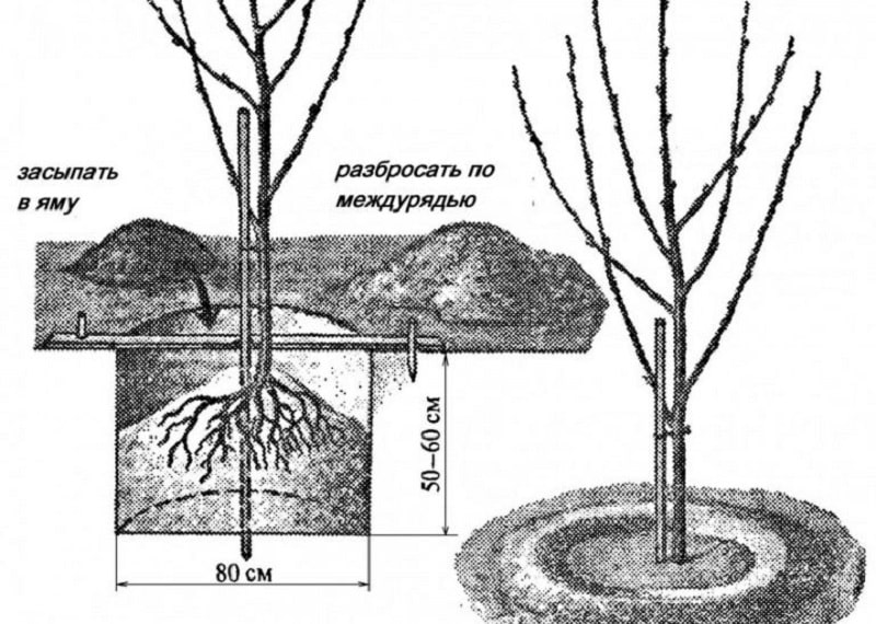 Giống anh đào chín sớm, màu hồng Bryansk, có khả năng chịu lạnh và bệnh tật.