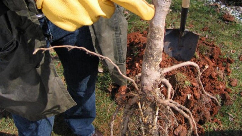 Variedad de cereza de maduración temprana, rosa Bryansk, resistente al frío y a las enfermedades.