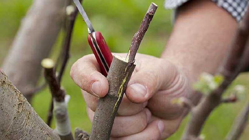 Agri nogatavojusies ķiršu šķirne, Brjanskas rozā, izturīga pret aukstumu un slimībām.