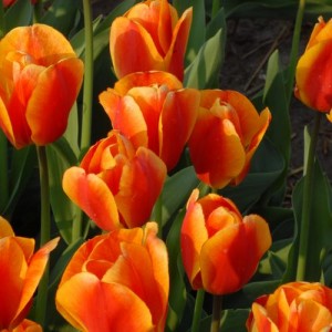 How to grow tulips by March 8