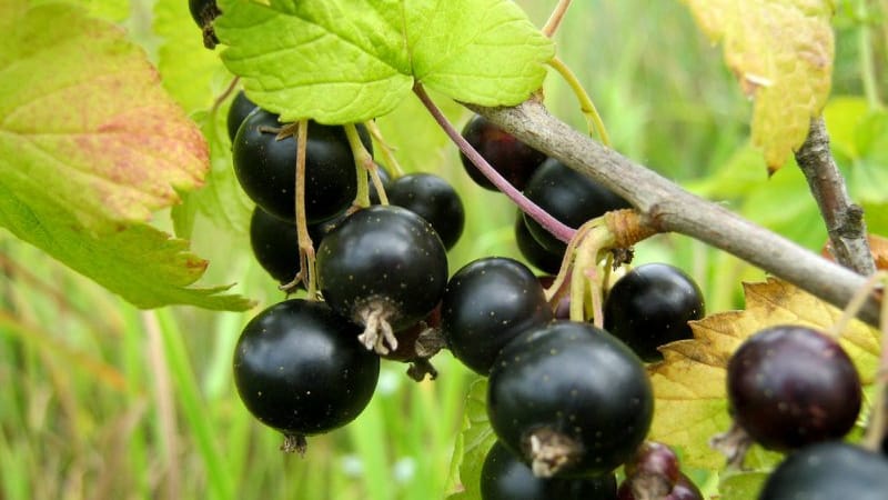 Les feuilles de cassis jaunissent en juin : pourquoi cela arrive-t-il et que faire dans ce cas