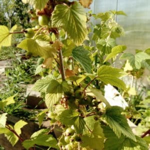 Les feuilles de cassis jaunissent en juin : pourquoi cela arrive-t-il et que faire dans ce cas