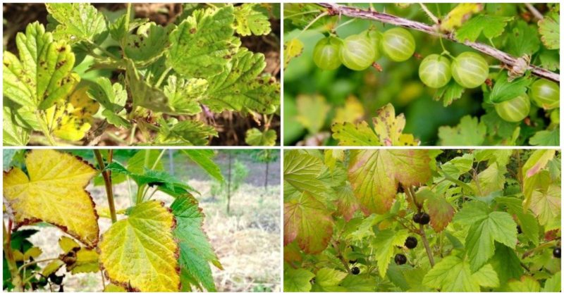 Les feuilles de cassis jaunissent en juin : pourquoi cela arrive-t-il et que faire dans ce cas