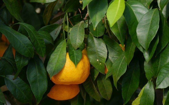 Uzgoj Unshiu mandarine kod kuće