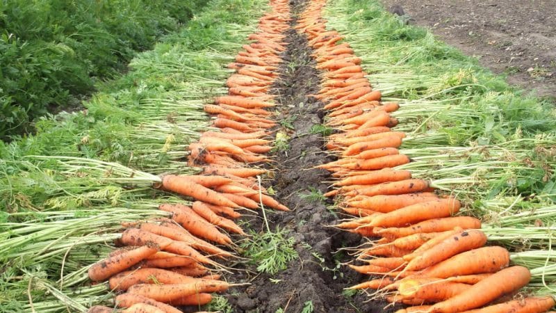 What is the carrot yield per 1 hectare, what does it depend on and how to increase it