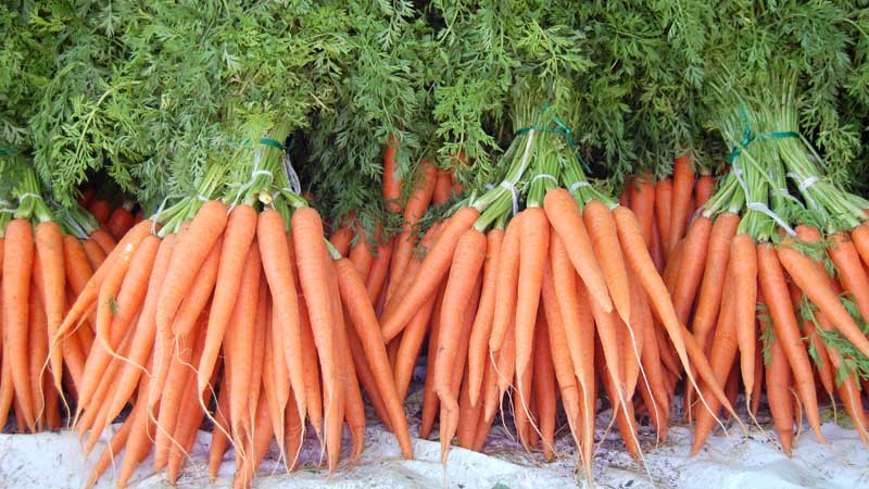 What is the carrot yield per 1 hectare, what does it depend on and how to increase it