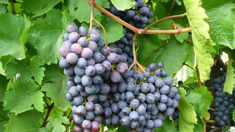 Frost-resistant high-yielding grape hybrid Amethyst