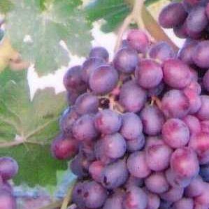 Frost-resistant high-yielding grape hybrid Amethyst