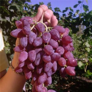 Frost-resistant high-yielding grape hybrid Amethyst