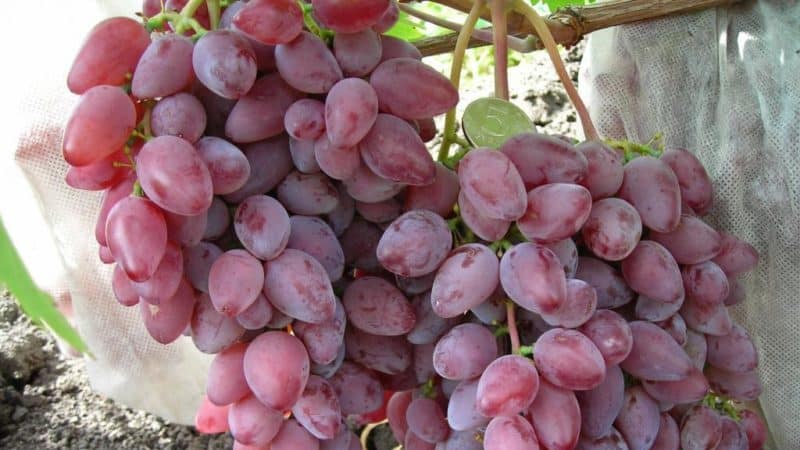 Frost-resistant high-yielding grape hybrid Amethyst