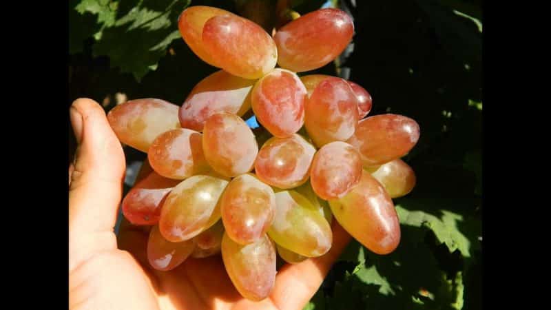 Hybrid grape Red Rose - mga tampok ng pangangalaga at paglilinang