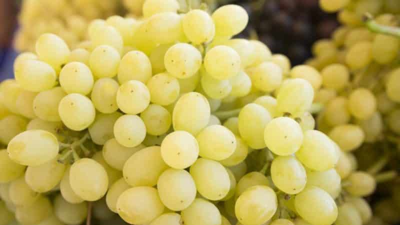 Variedad de uva Laura, una de las top más productivas y deliciosas