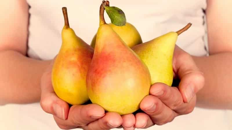 Tasty but strict pear diet: menu options and effectiveness