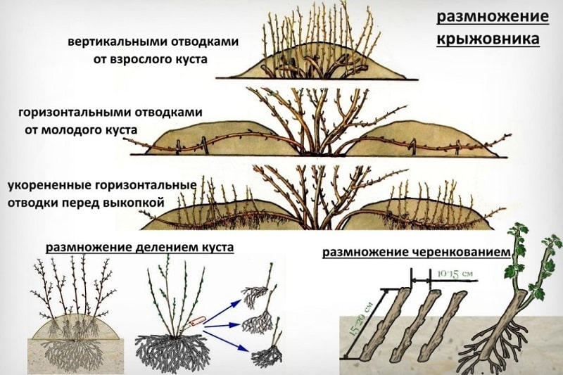 Укусна, велика и богата бербом огрозд сорте уралског грожђа