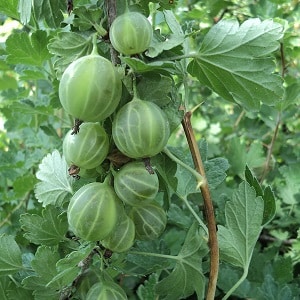 Tasty, large and rich in harvest gooseberry variety Ural grapes