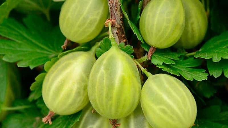 Sabrosas, grandes y ricas en cosecha de uvas de grosella espinosa de la variedad Ural.