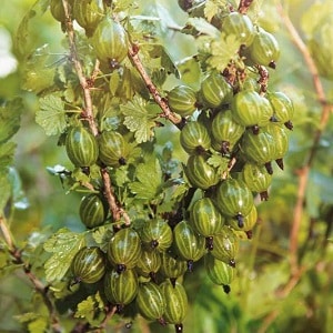 Tasty, large and rich in harvest gooseberry variety Ural grapes