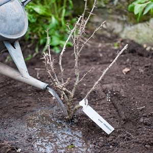 Varietà di uva spina dolce resistente al gelo Yantarny