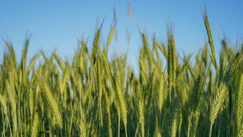 Quel est l’effet du nitrate sur le blé et comment est-il utilisé comme engrais ?