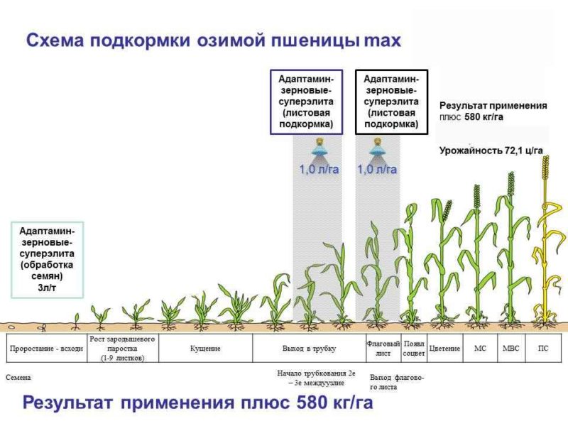 ¿Cuál es el efecto del nitrato en el trigo y cómo se utiliza como fertilizante?