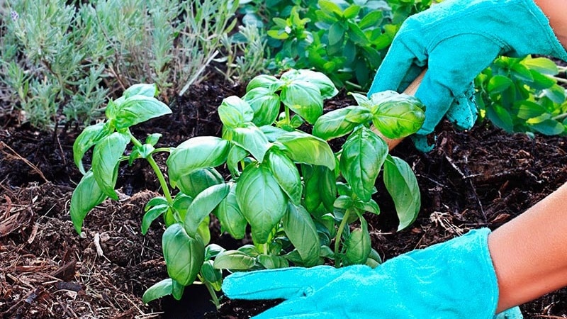 Aromatic basil variety Basilisk para sa mga marinade at sariwang salad