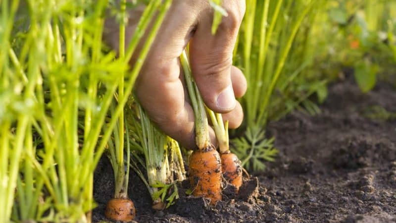 O que fazer se as cenouras estourarem e quebrarem no jardim e por que isso acontece