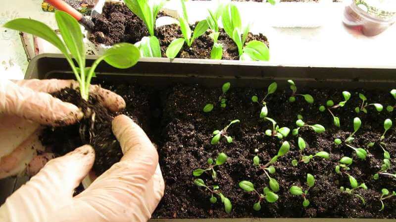 Cultivo de petunia en casa y en campo abierto: condiciones necesarias, plantación, cuidado.