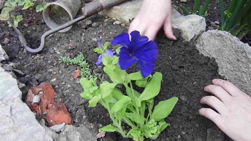 Cultivo de petunia en casa y en campo abierto: condiciones necesarias, plantación, cuidado.