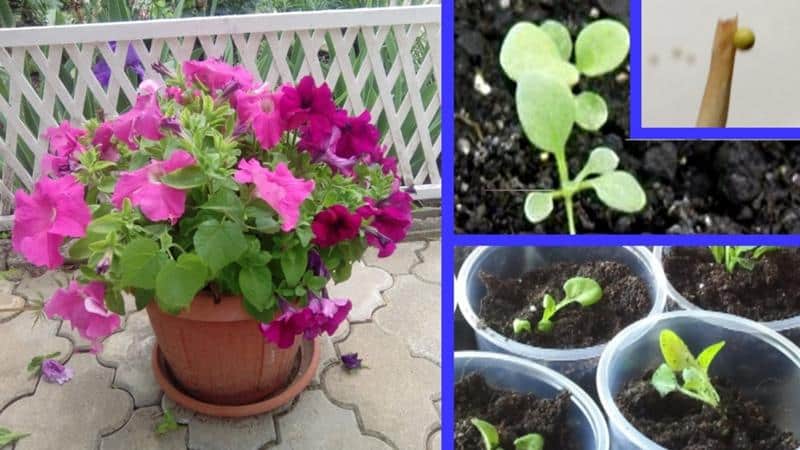 Cultivo de petunia en casa y en campo abierto: condiciones necesarias, plantación, cuidado.