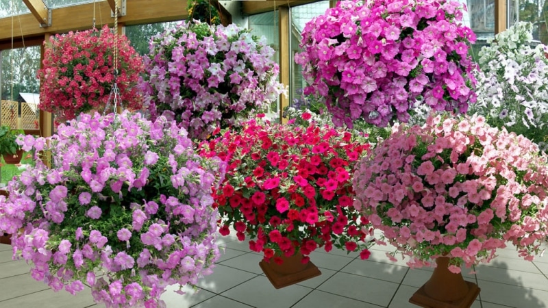 Cultivo de petunia en casa y en campo abierto: condiciones necesarias, plantación, cuidado.